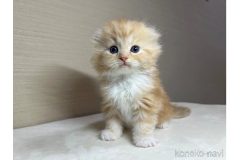 成約済の茨城県のスコティッシュフォールド(折れ耳)-81428の5枚目